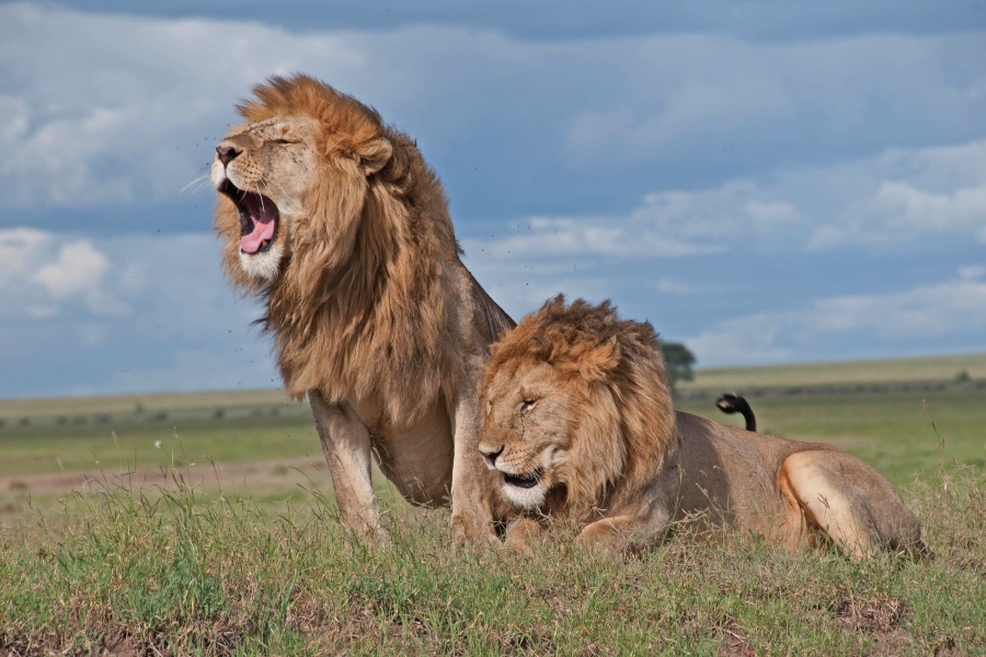 7 Day Mid- Range Tour, Amboseli, Lake Elementaita & Maasai Mara