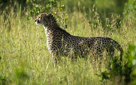 7 Day Masai Mara, Nakuru, Naivasha, Amboseli Mid-Range Safari