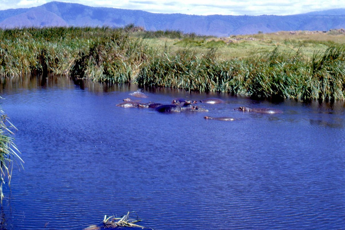 4 Days Lake Manyara, Ngorongoro & Tangire